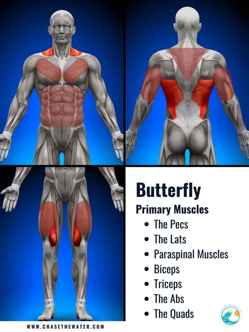 What Muscles Do I Use When I Swim? (With images and strokes) Chase